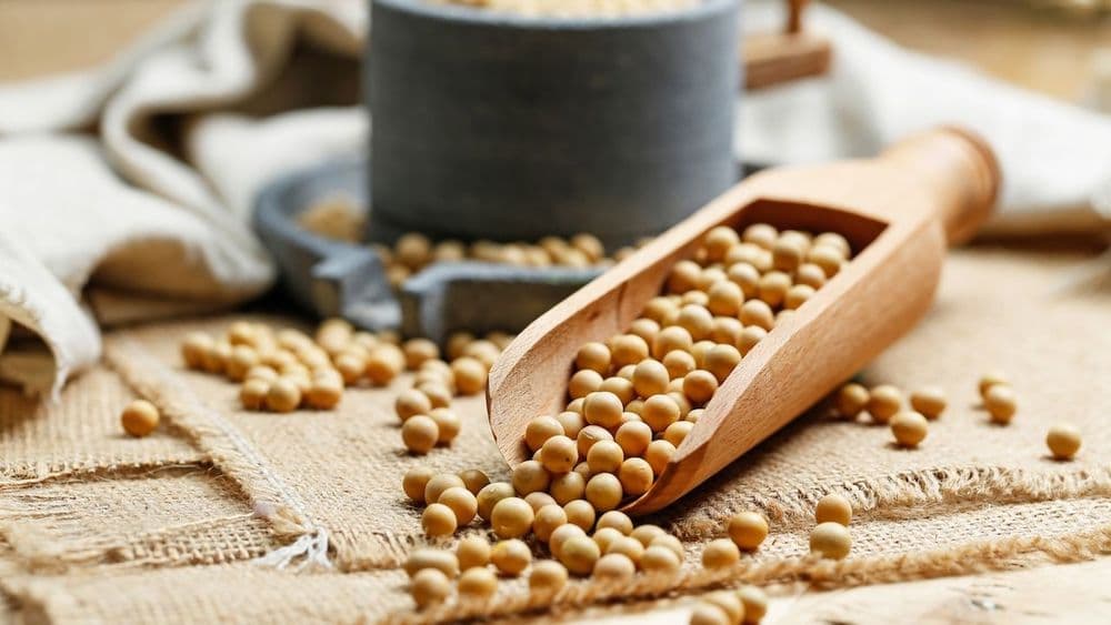 Tempeh in the Western Kitchen: Fermented Soy and the New Protein Pantry