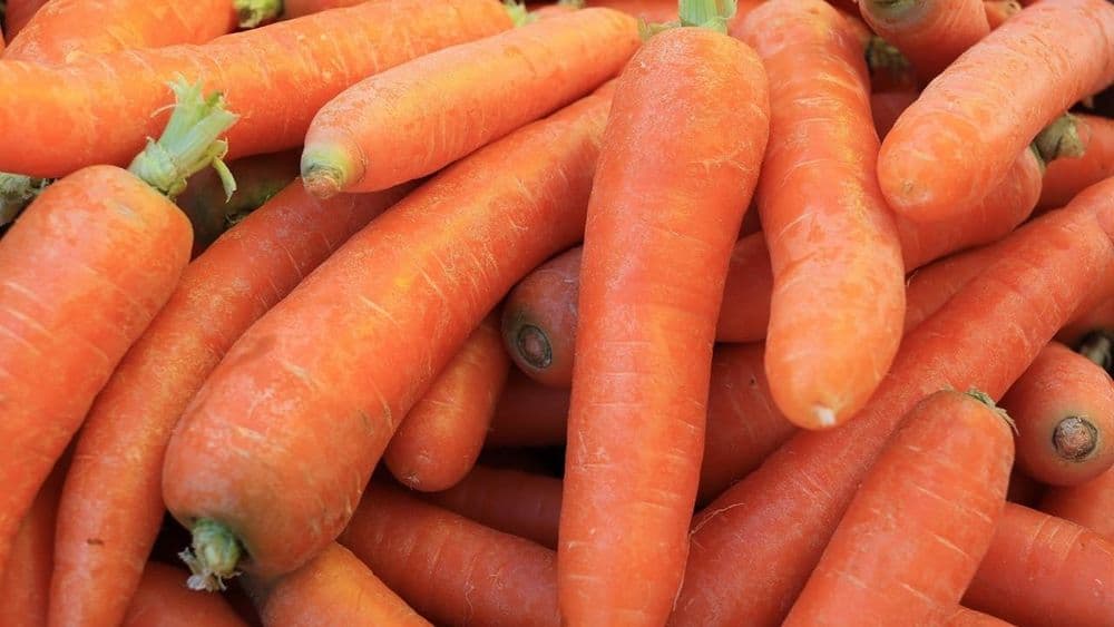 Cenoura Cozida no Vapor, Primeiro Sólido Suave e Seguro Para Bebês